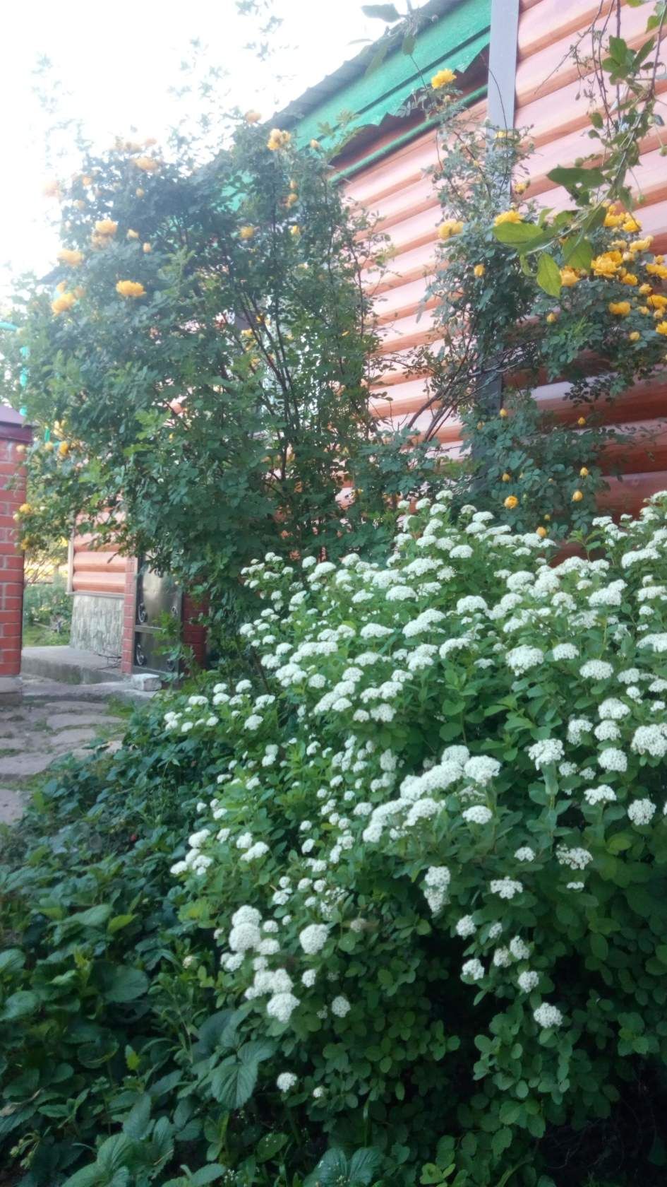 Сад нашего работника газеты "Алькеевские вести"  – настоящий рай. ФОТО
