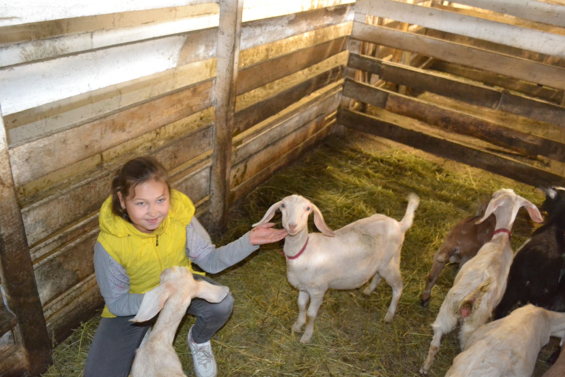 “Яшь имәннәр” лагеренда ял итүче балалар Нина Агапованың кәҗә фермасында экскурсиядә булдылар.