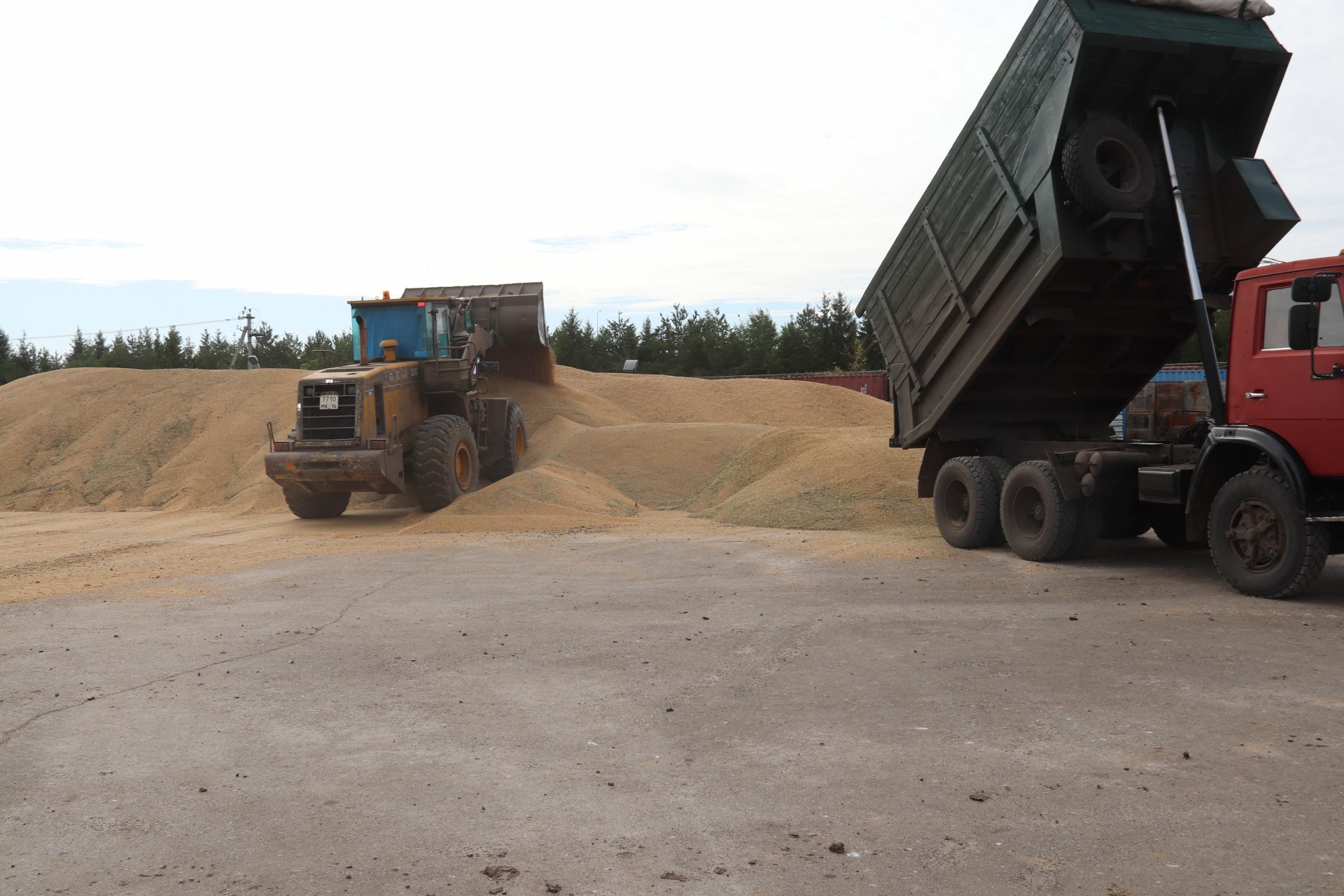 В Алькеевском элеваторе ежечасно просушивается и отправляется на хранение 100 тонны зерна