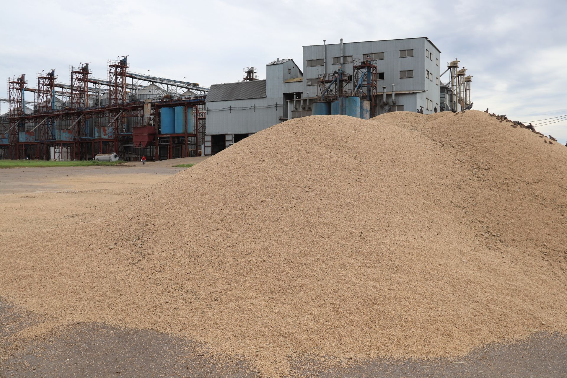 В Алькеевском элеваторе ежечасно просушивается и отправляется на хранение 100 тонны зерна