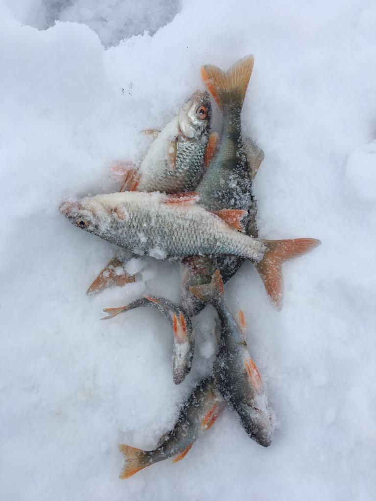 Лучшего в зимней рыбалке выбрали в Алькеевском районе