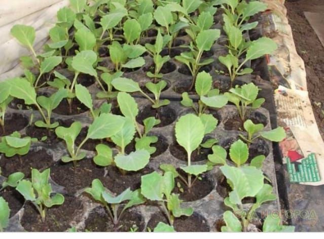 Как самому вырастить рассаду капусты? Ответит овощевод Люция Чукляева