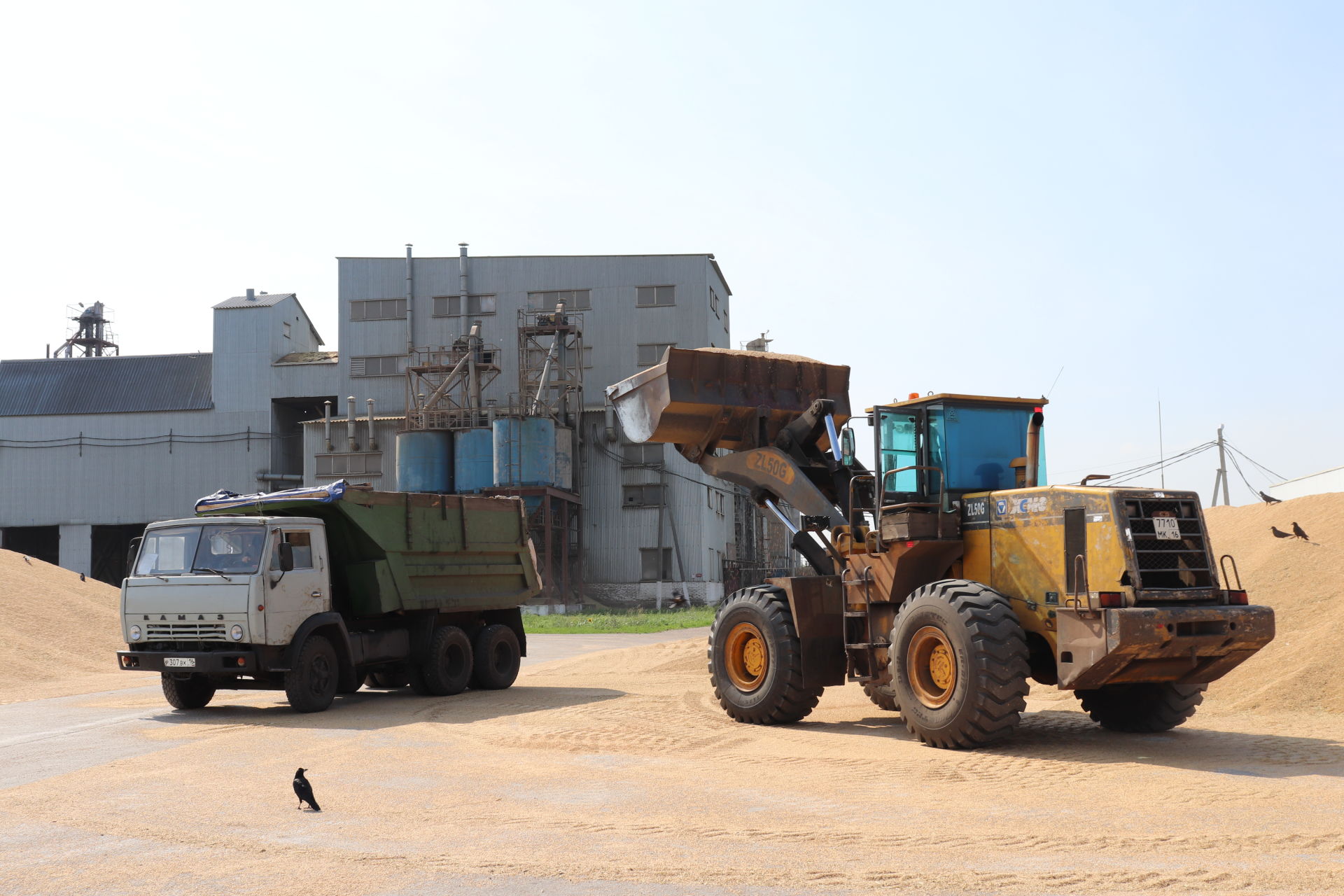 В Базарно-Матакский элеватор ежедневно поступает около двух тысяч тонн зерна