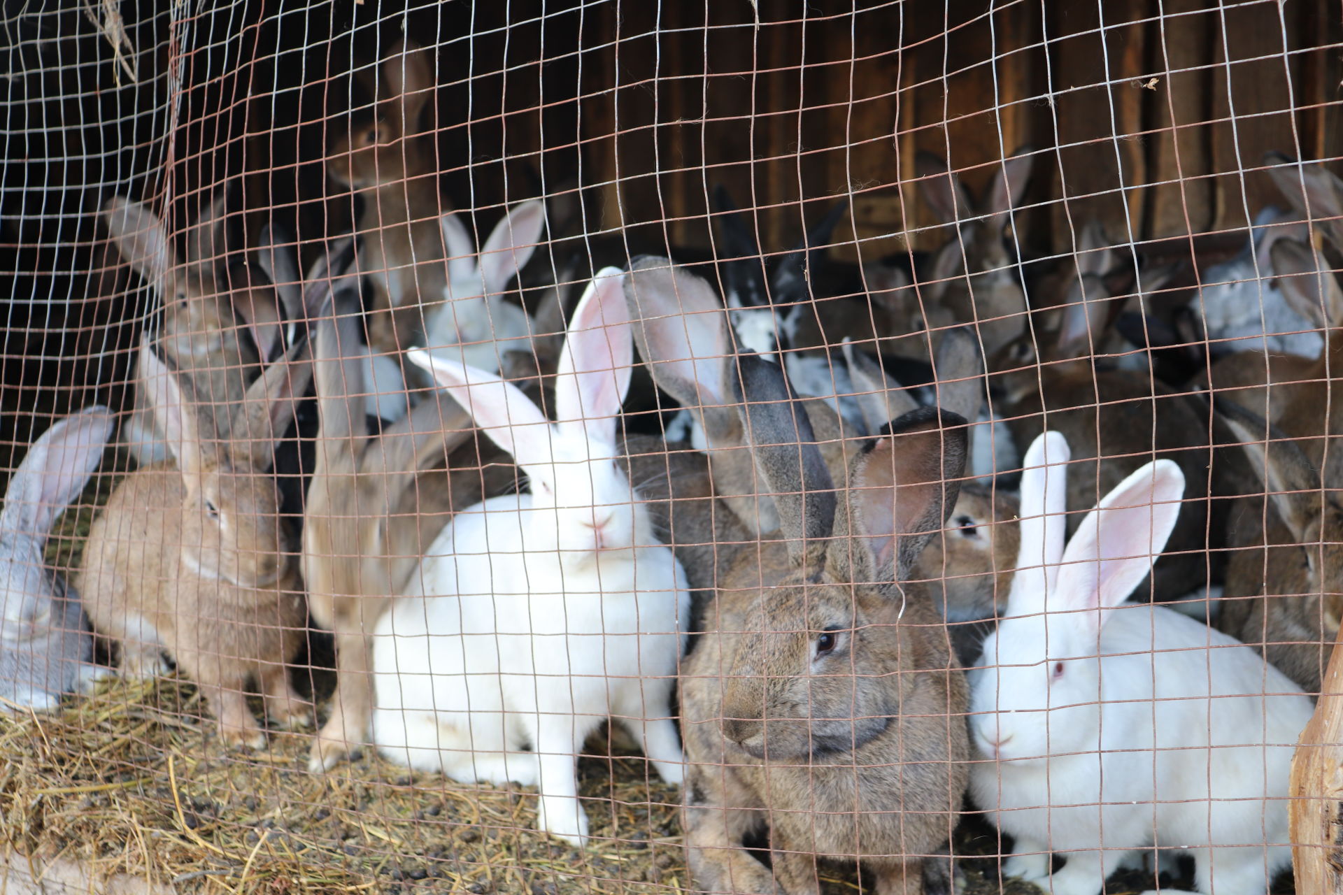Алькеевский район: Бравковы из Старых Матак содержат более 400 голов кроликов