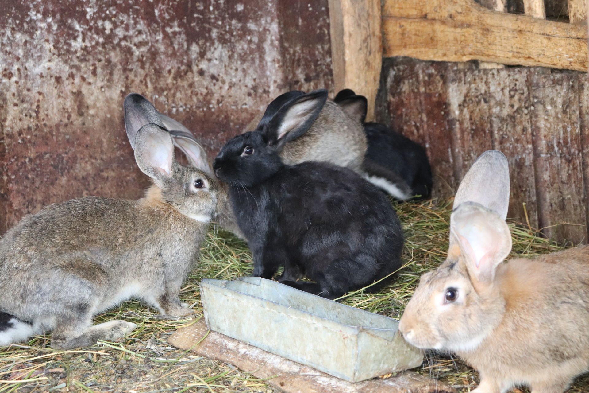 Алькеевский район: Бравковы из Старых Матак содержат более 400 голов кроликов