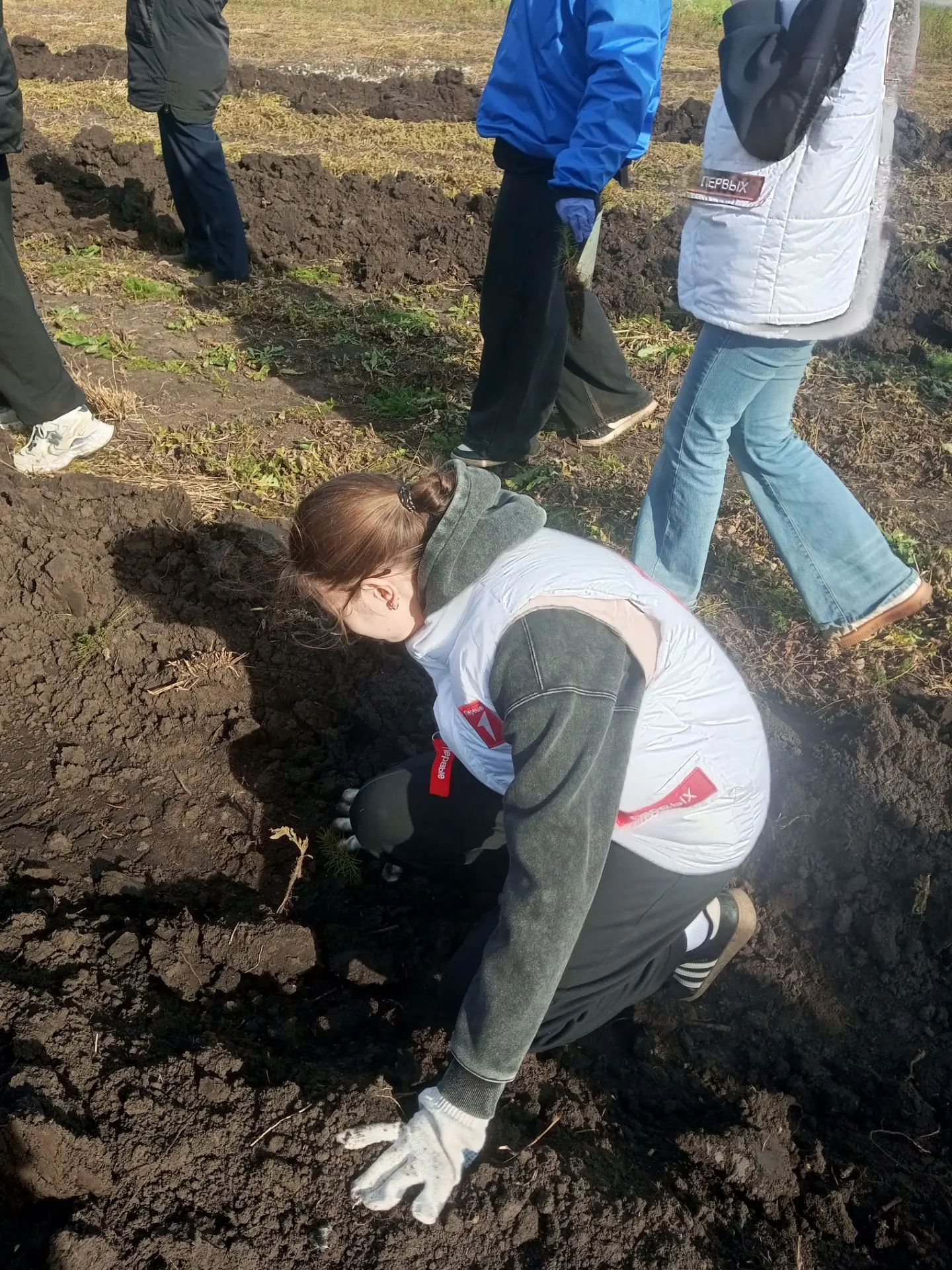 В районе пошла  масштабная акция по посадке леса