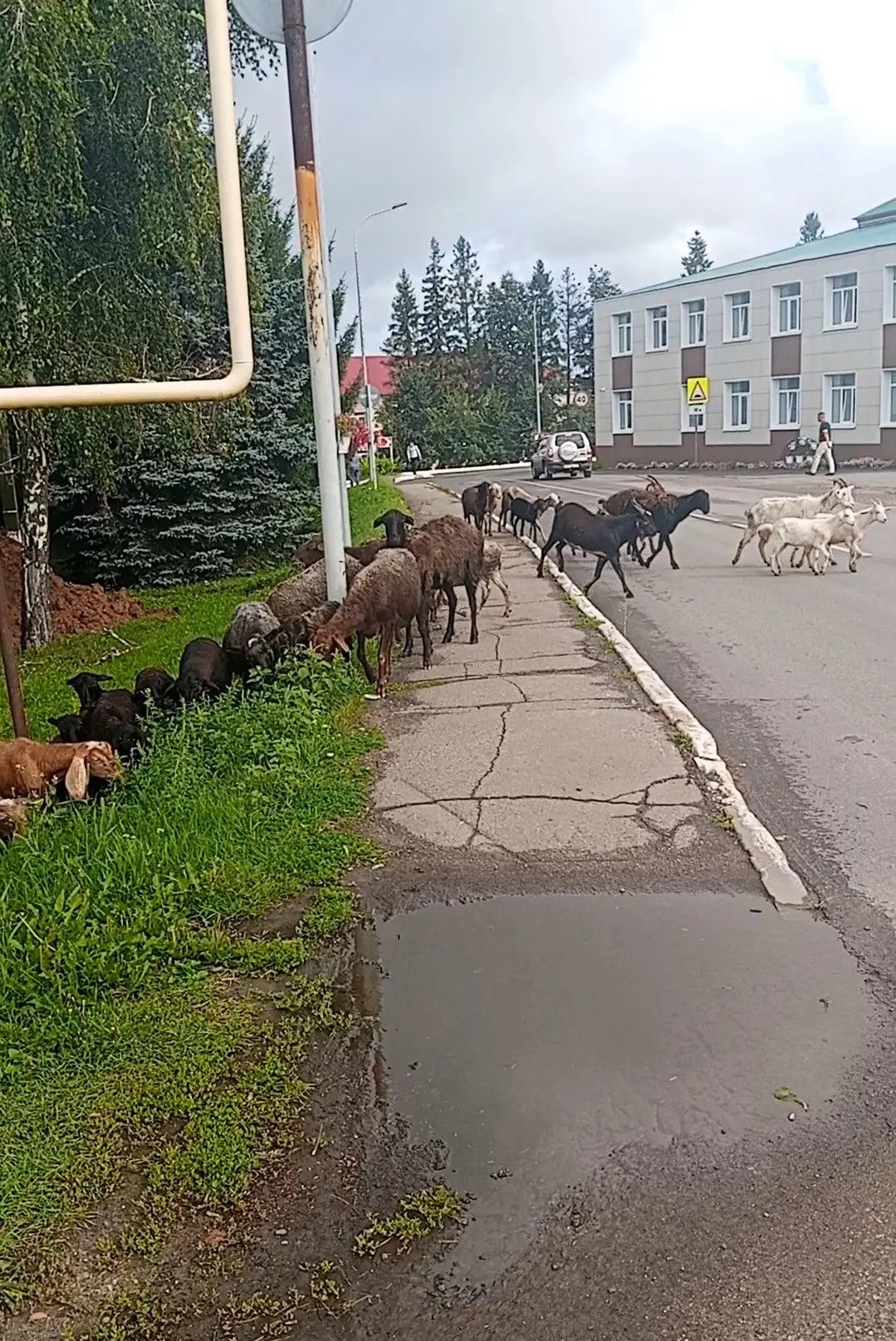 В центре Базарных Матак разгуливают овцы и козы