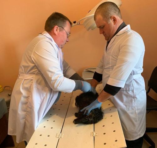 Щенков необходимо зарегистрировать в течение трех месяцев после рождения