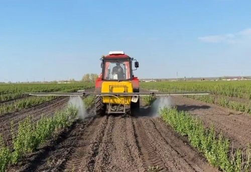 Әхмәт авылы фермеры Илдар Хәйруллин меңләгән төп карлыган үстерә