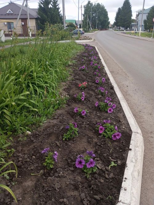 Базарлы Матак урамнары чәчәкләргә күмелде