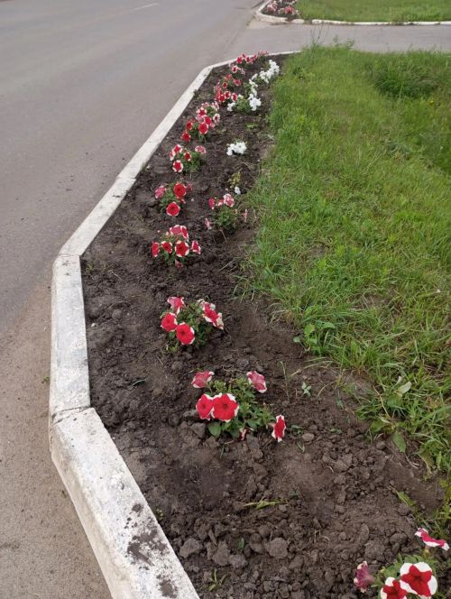 Базарлы Матак урамнары чәчәкләргә күмелде