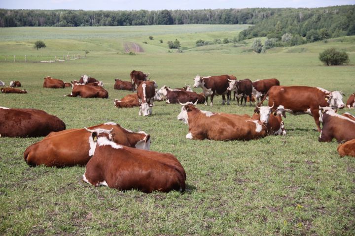 Алькеевский район: ветеринары провели осенний осмотр более 2300 голов коров из частного сектора