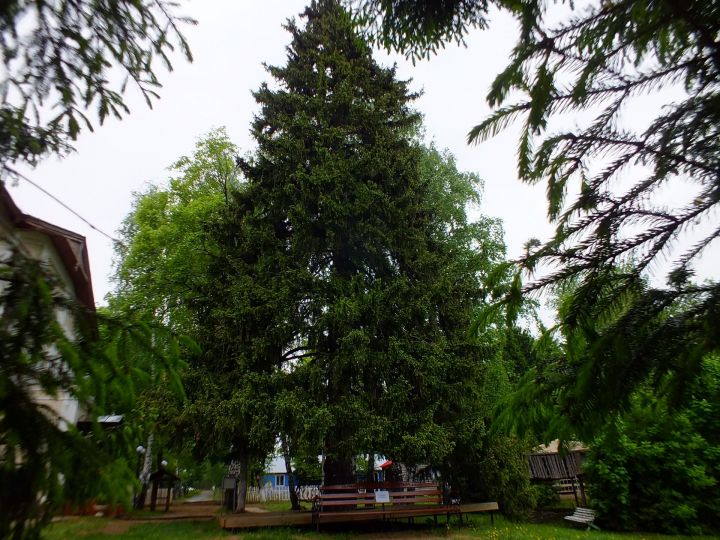 Жители Татарстана могут проголосовать за российский дуб на сайте конкурса «Европейское дерево года – 2019»