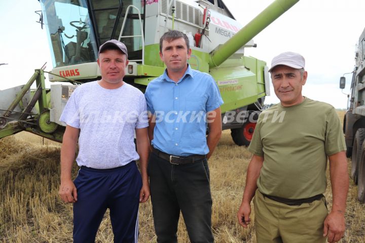 В Алькеевском районе начали уборку озимой пшеницы
