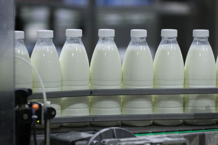 В Алькеевском районе цены на молоко устойчивые