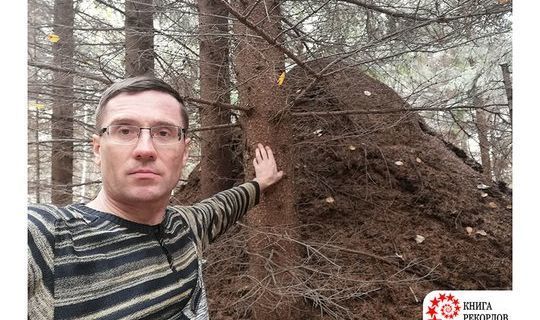 В Кукморском районе обнаружен самый большой муравейник в России