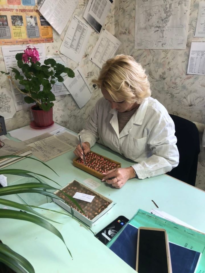 Агрономы Алькеевского района проверяют качество семян яровых