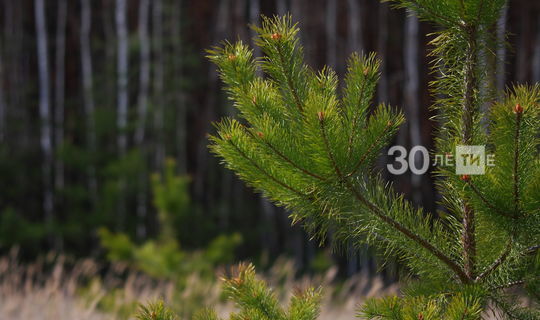 Татарстанские лесники перевыполнили план по лесовосстановлению