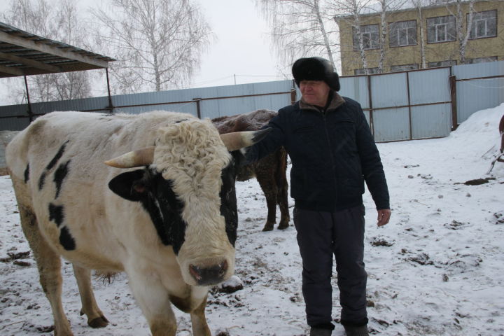 Борискино авылында яшәүче Михаил Свежов 100 баш терлеккә исәпләнгән фер­ма салырга хыяллана
