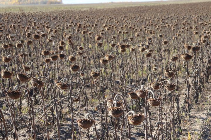 В Алькеевском районе приступили к уборке урожая поздних культур