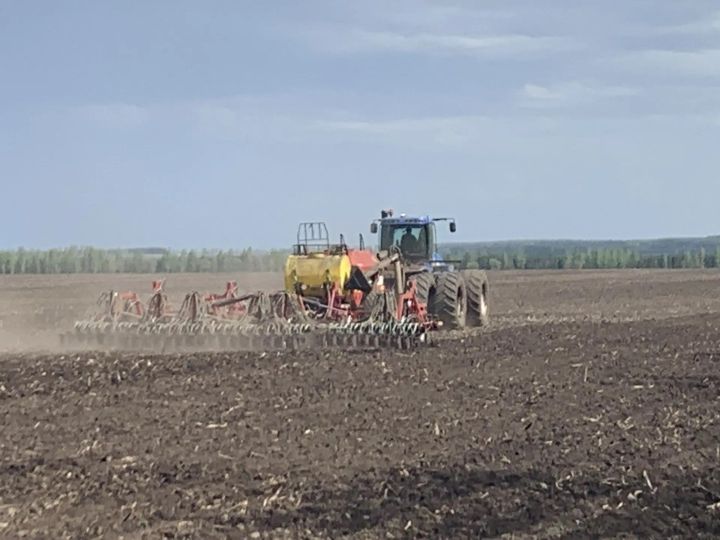 Әлки районында көнбагыш чәчүгә төштеләр