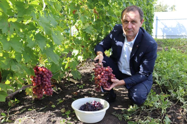 В саду жителя Базарных Матак Альберта Махмутова растёт виноград 20 сортов