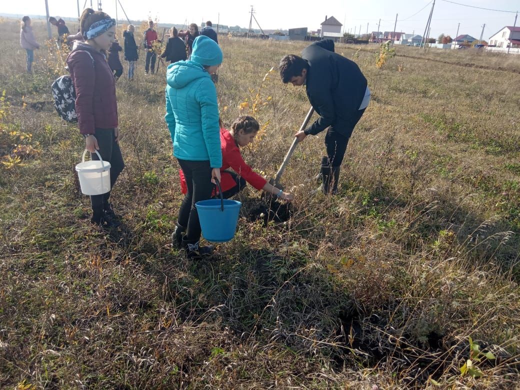 В Алькеевском районе заложен дендропарк