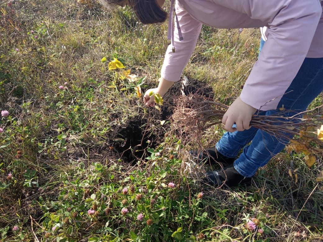 В Алькеевском районе заложен дендропарк