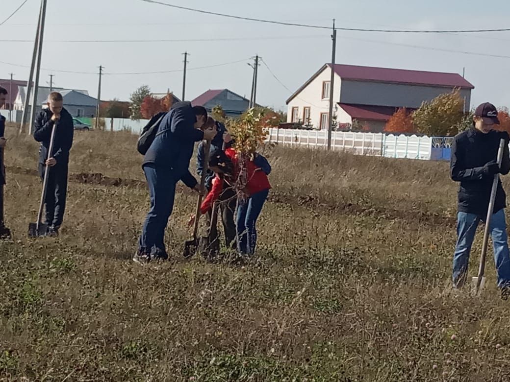 В Алькеевском районе заложен дендропарк