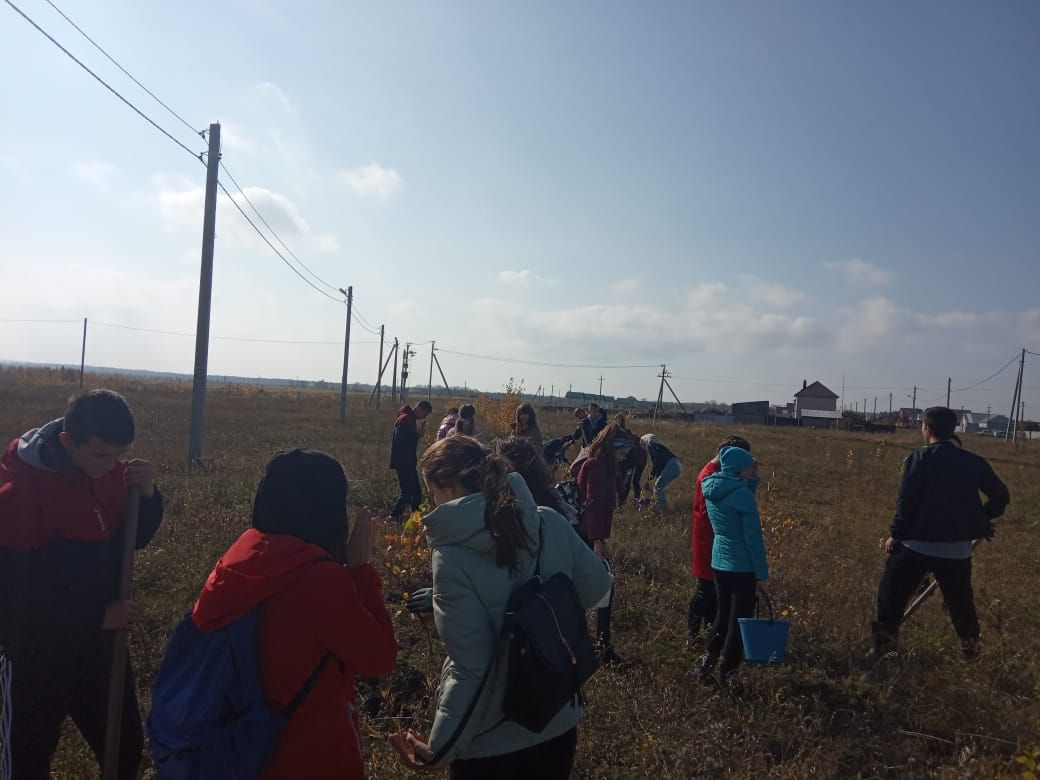 В Алькеевском районе заложен дендропарк