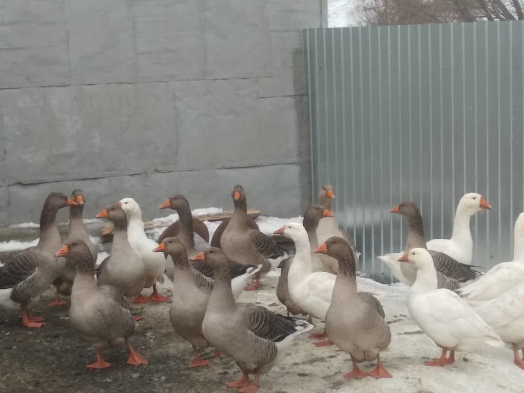 В деревне Новые Ургагары Алькеевского района провели праздник гусиного пера