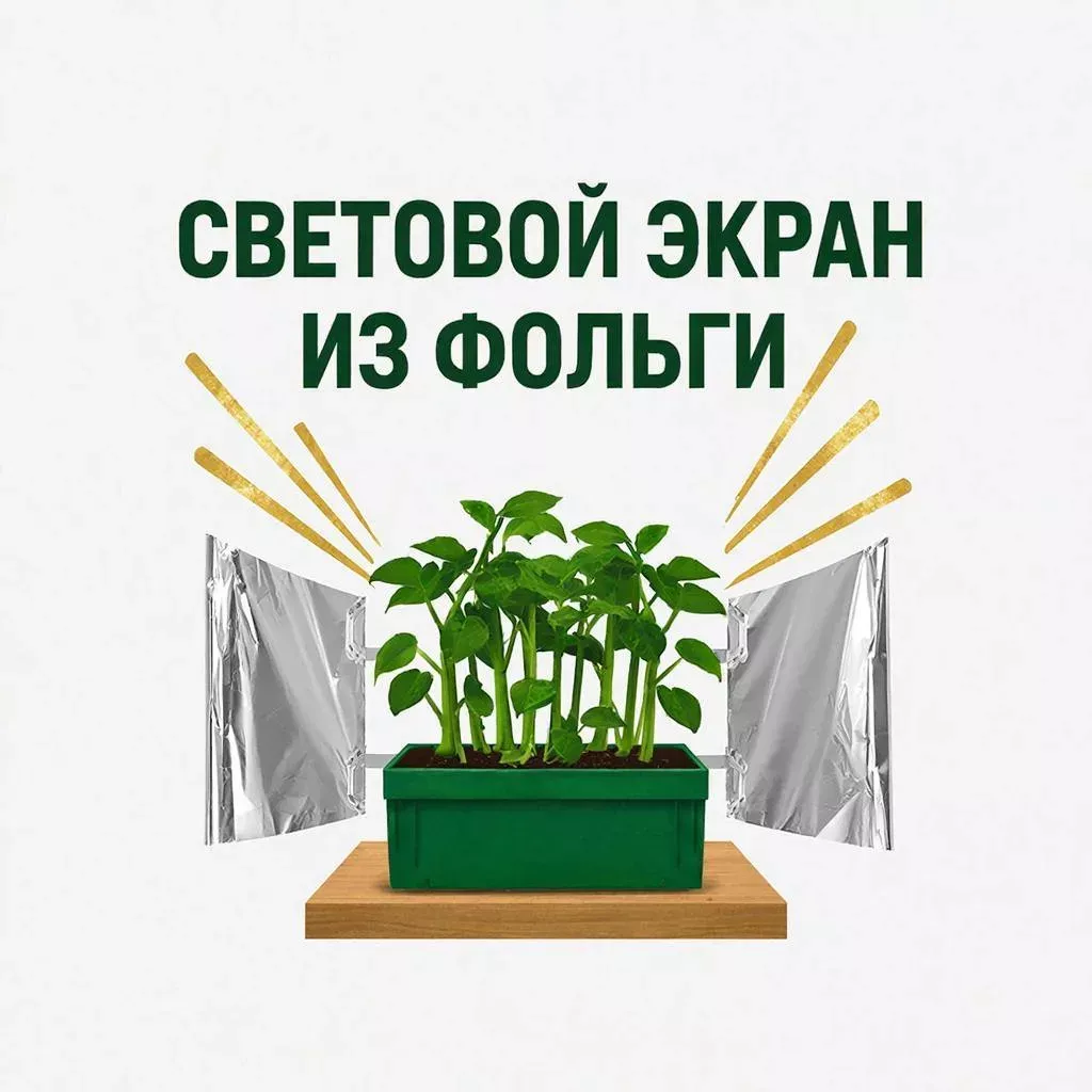 Фольга для рассады: простой способ защитить ростки от вытягивания