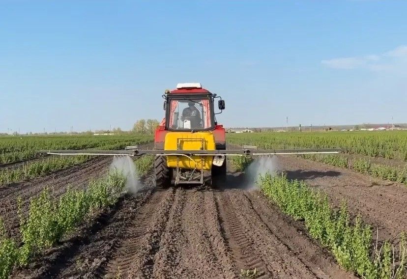 Әхмәт авылы фермеры Илдар Хәйруллин меңләгән төп карлыган үстерә