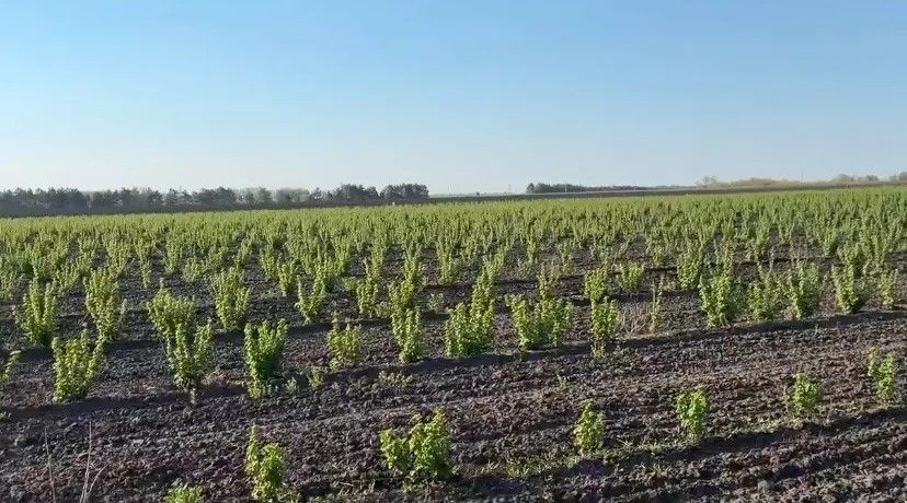 Тысячи кустов смородины выращивает Ильдар Хайруллин из села Ахметьево