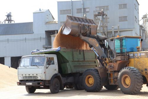 Әлки районында көзге культураларны урып-җыю эшләре “экваторны” узып китте