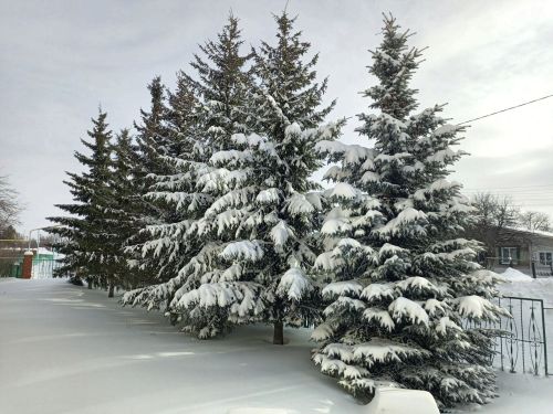 Как алькеевцы отнеслись к буранам и метелям? ОПРОС