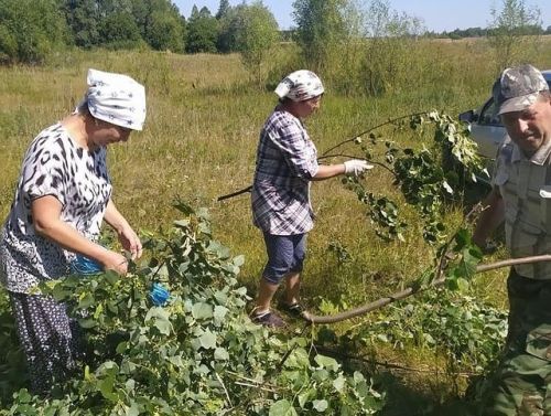 В Алькеевском районе заготавливают веточный корм