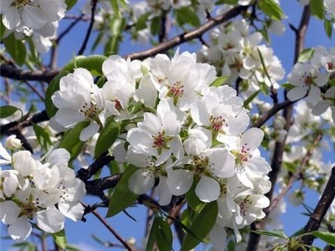 Эффективные способы защиты цветов и кустарников от заморозков