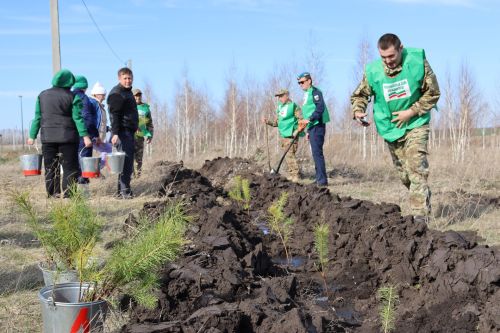 Әлки районы чаңгы базасы буйлап нарат агачлары утыртылды