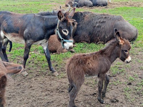 Әлки районы: Сиктермә зоопаркында кызыксыну уятырлык хайваннар һәм кошлар күп