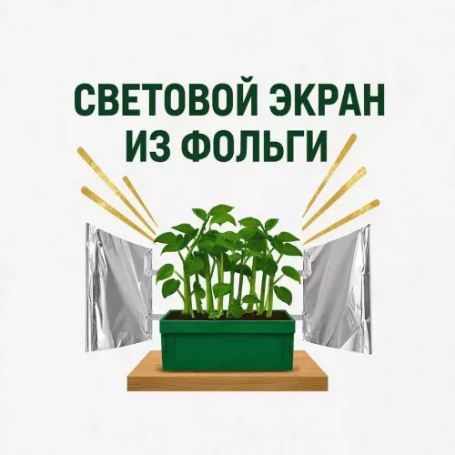 Фольга для рассады: простой способ защитить ростки от вытягивания