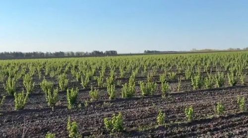 Тысячи кустов смородины выращивает Ильдар Хайруллин из села Ахметьево
