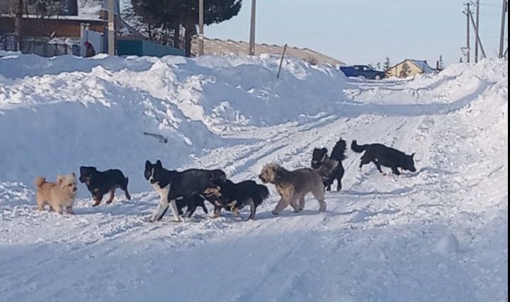 В Алькеевском районе за две недели отловили 25 бродячих собак