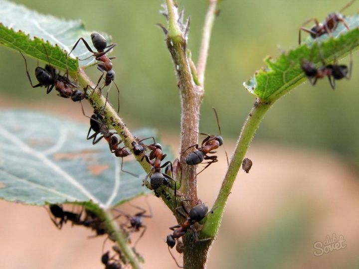 Химические препараты для борьбы с муравьями