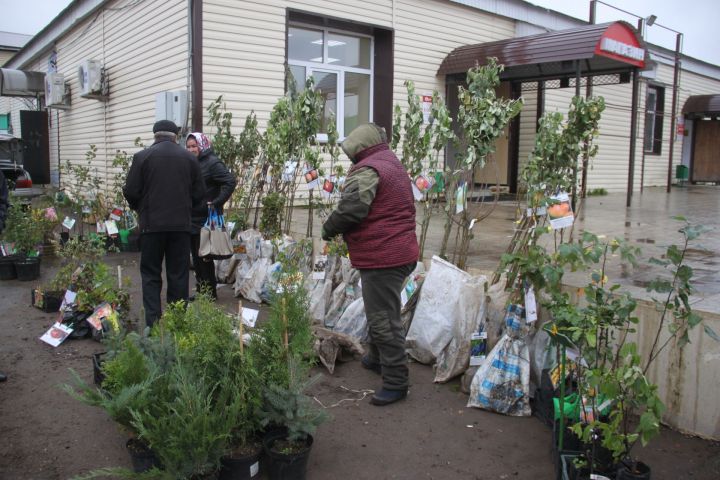 Вместо цветов купили саженцы обычной дикой малины