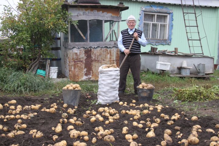Житель Базарных Матак Алькеевского района Марат Хамитов с одного куста картофеля получил три килограмма урожая