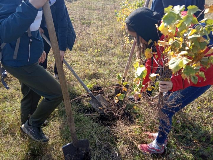 В Алькеевском районе заложен дендропарк