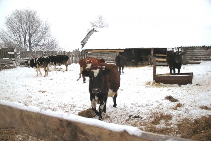 Алькеевский район: с марта месяца начинается выдача субсидий сельчанам, содержащим коров