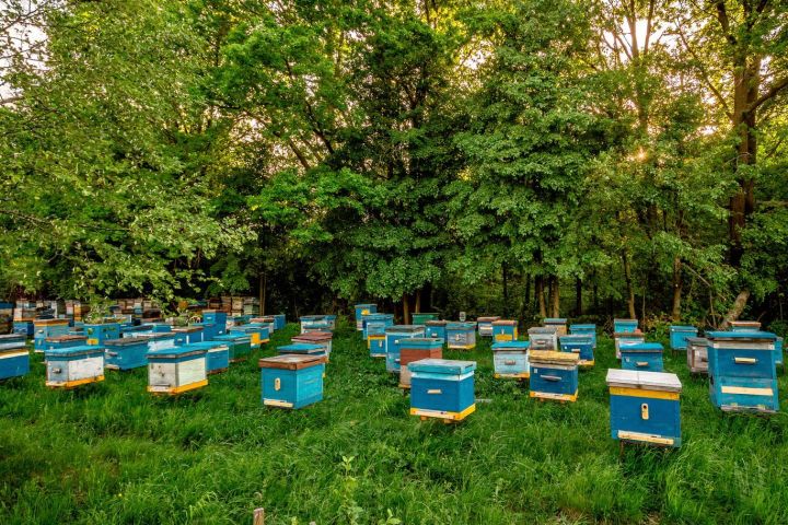 Алькеевский район: Как подготовить пчеловодам  ветеринарный паспорт пасеки