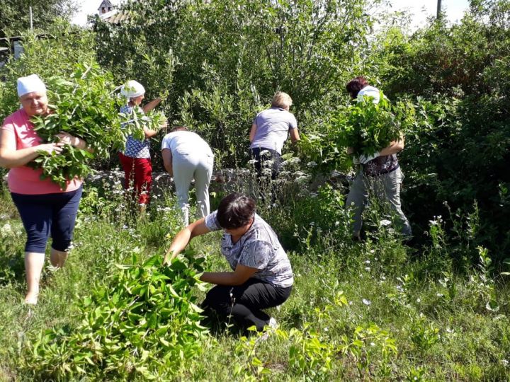 Перед трудовыми коллективами Алькеевского района поставлена задача – заготовить 38 тысяч пар веников из веток лиственных деревьев и витаминных трав